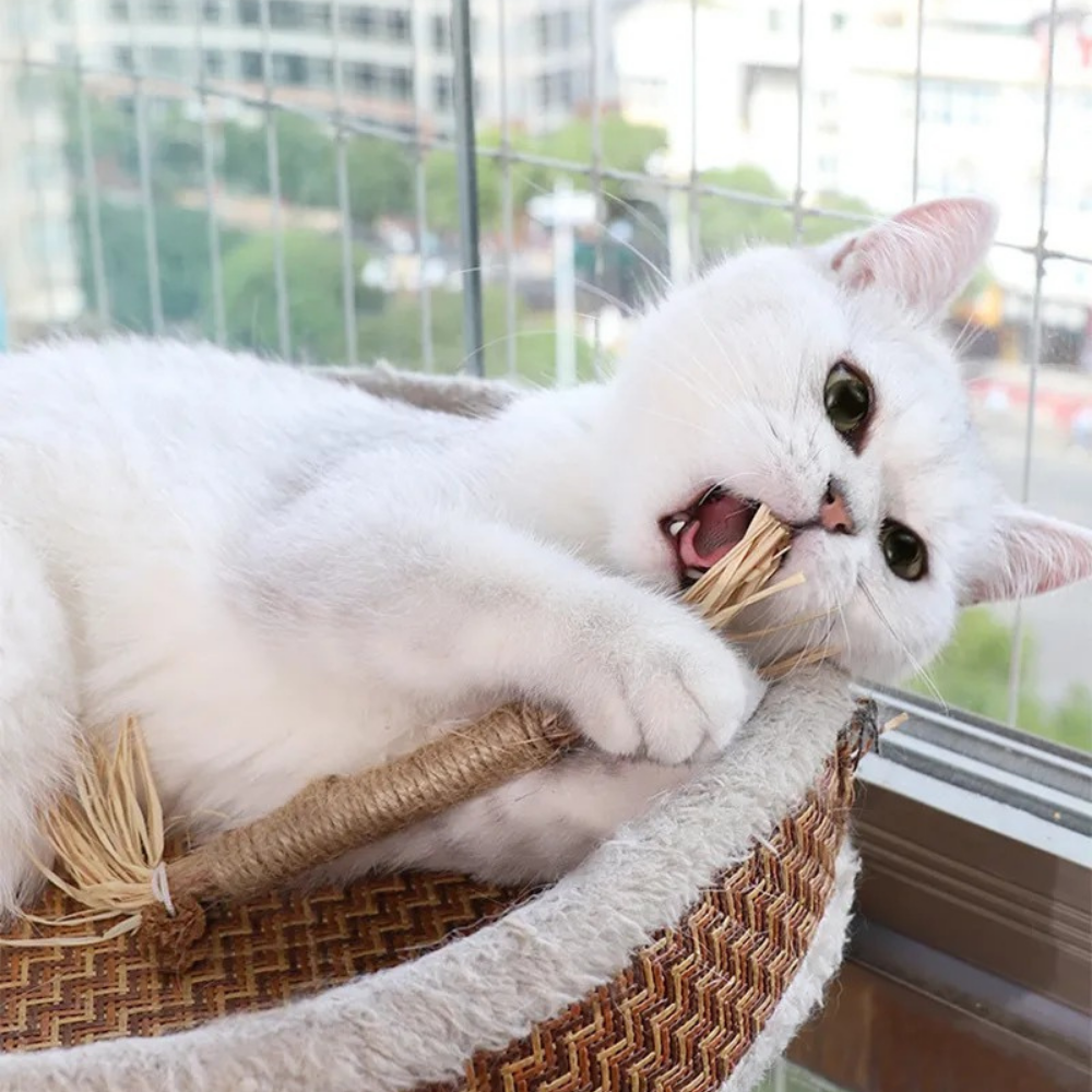 NatuHerb Toy – Feline Dental Health